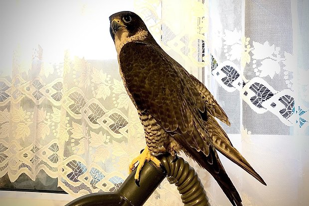 owl_detail_620_c3ff47d49683c223515a437285207efb